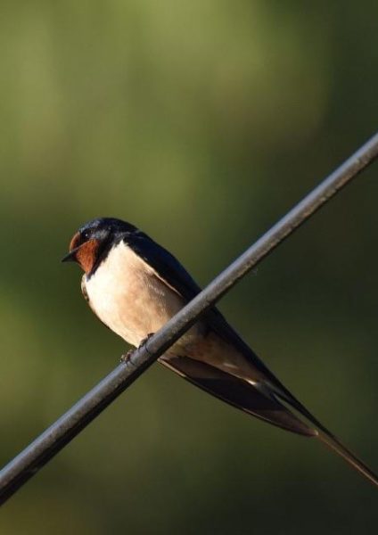 Blind test : Chants d’oiseaux