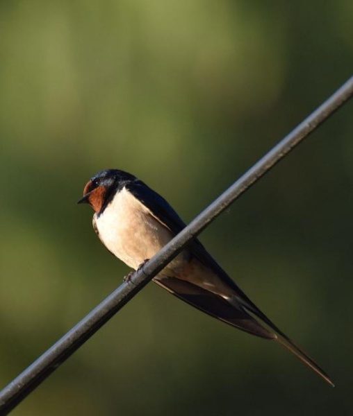 Blind test : Chants d’oiseaux